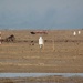 Soldiers take aim at targets staked in ground