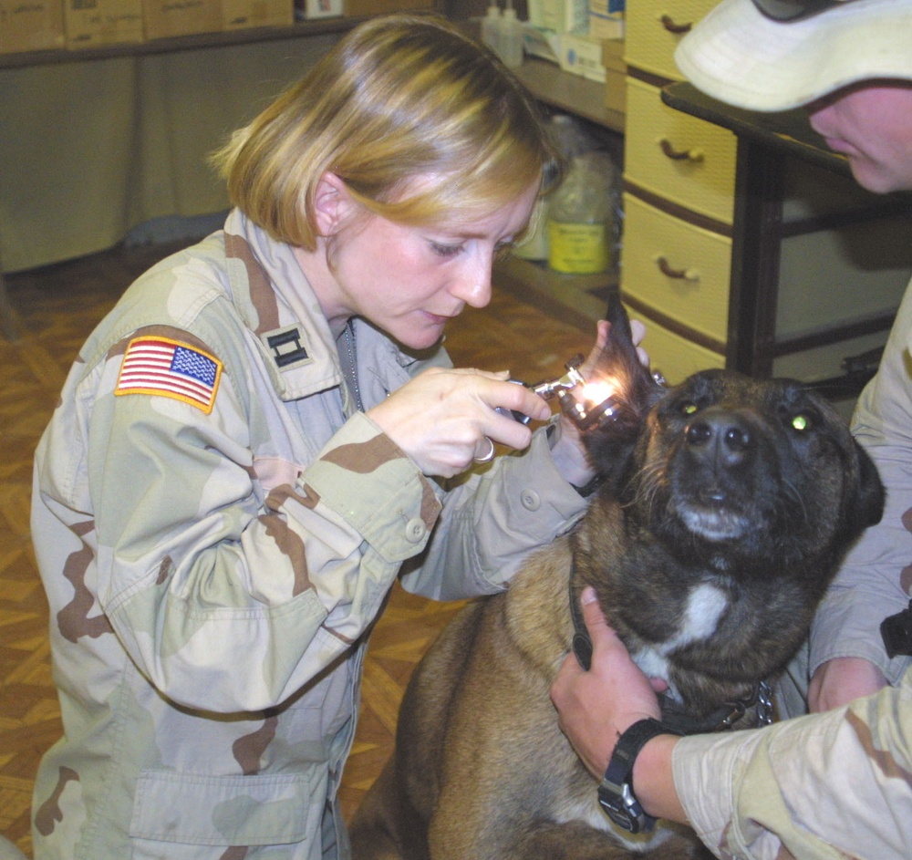 Capt. Lisa Hull Checks Military Working Dog Jury Ear
