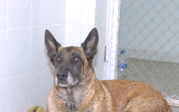 BO, a narcotic and patrol dog