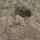 This snapshot of what looked like a (badger hole)