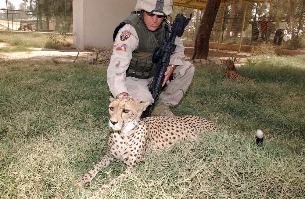 Cpl. Keith Strong pets a cheetah at the Baghdad Zoo