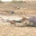 Iraqi army soldiers lay down in the prone position