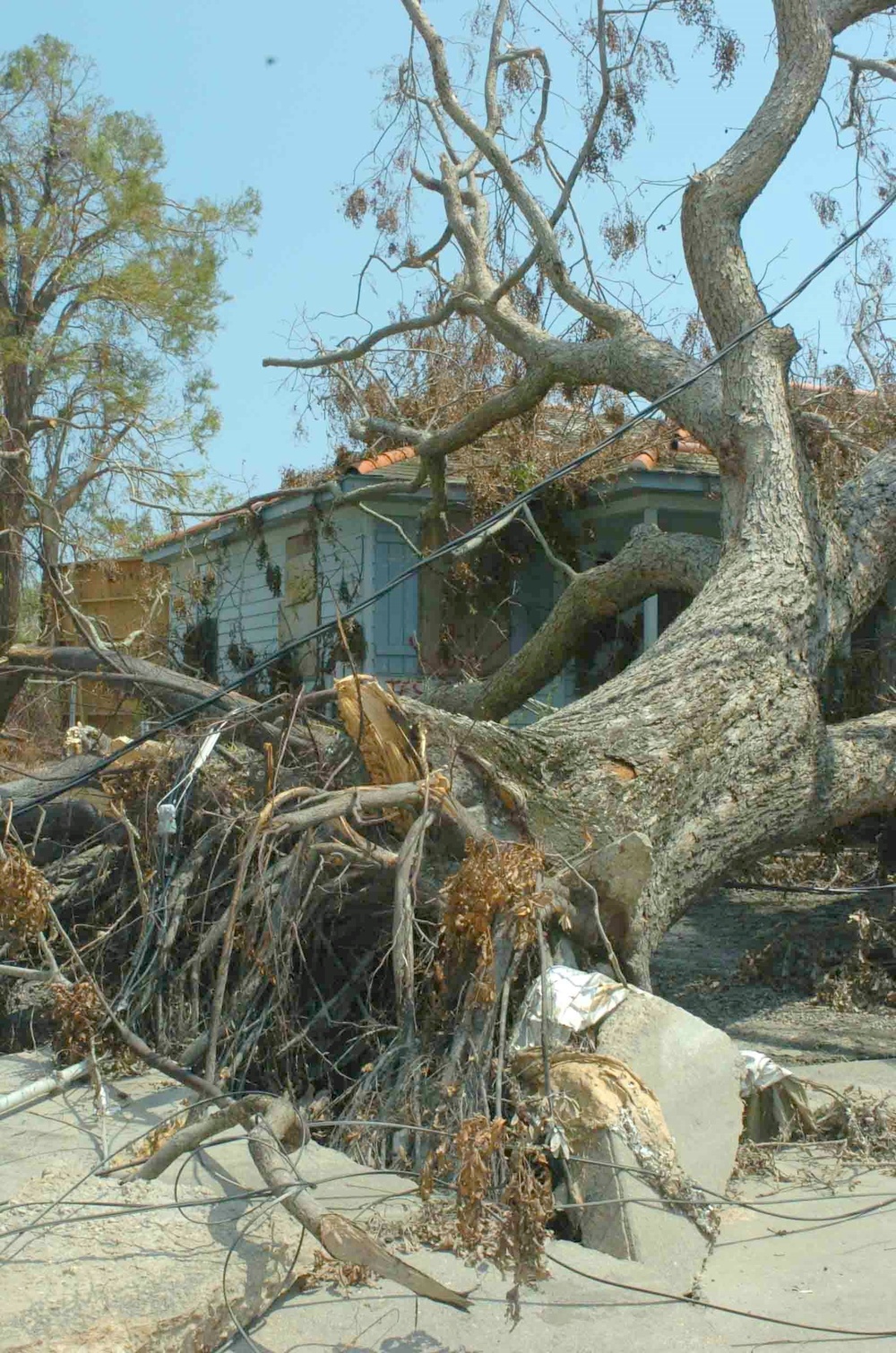 Uprooted tree