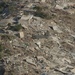 Pakistani Earthquake