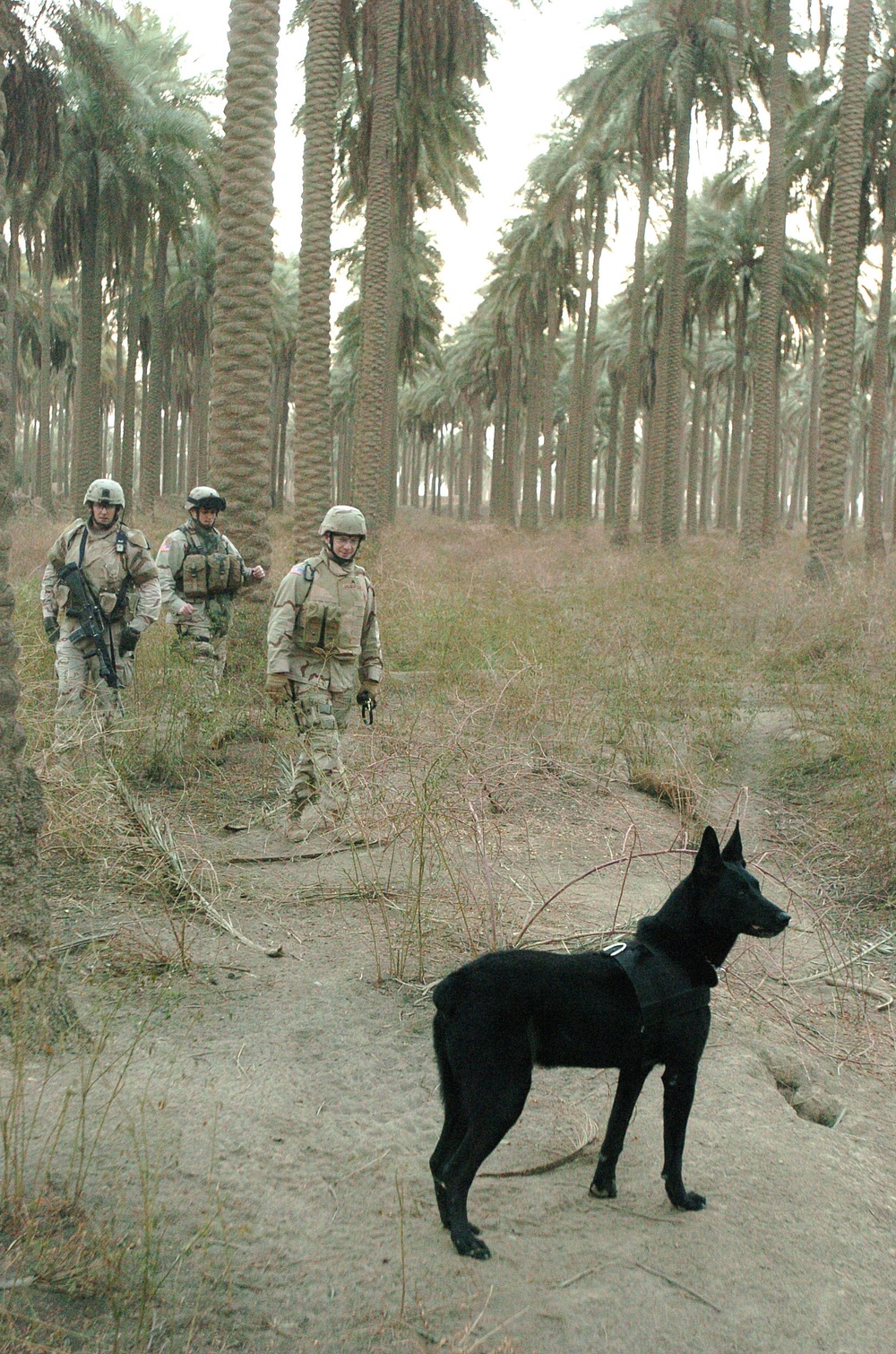 Soldiers search a field in Zafarania