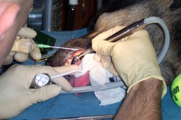 Maj. Padron operates on a 10-year-old German Shepherd named Blesky