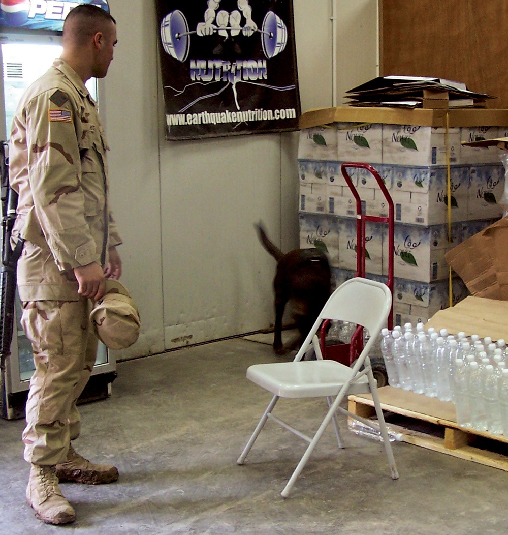 Staff Sgt. Archie Searches for Munitions or Explosives