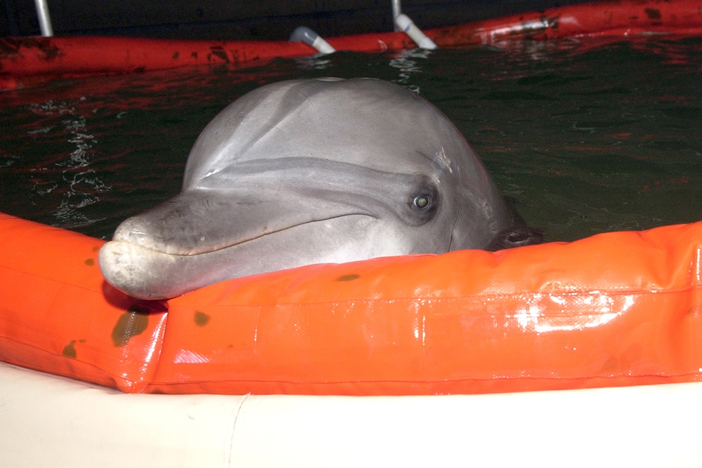 A Marine Mammal System (MMS) dolphin