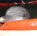 A Marine Mammal System (MMS) dolphin