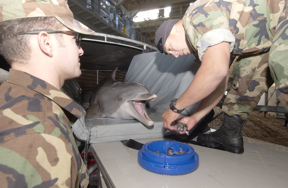 Kona a Marine Mammal System (MMS) dolphin