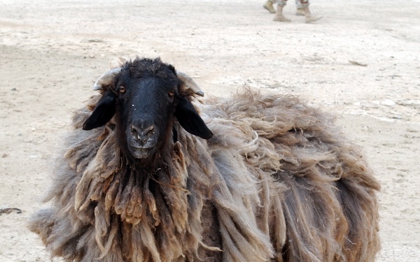 Sweeping the Anbar Desert for AIF
