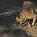 35th Security Forces Squadron Dog Handlers