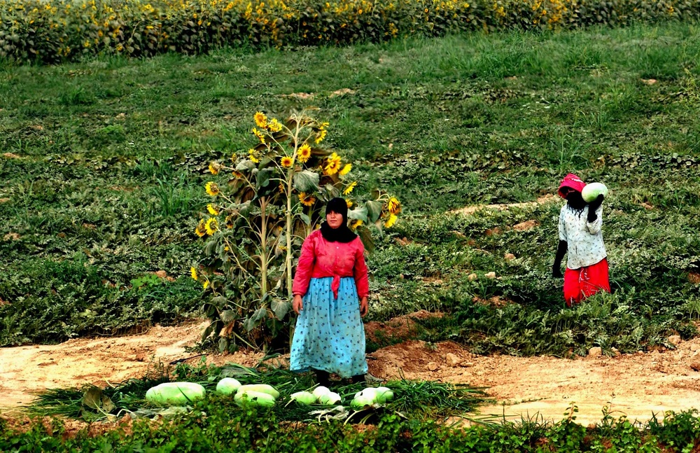 Co-op Brings New Hope to Local Iraqi Farmers