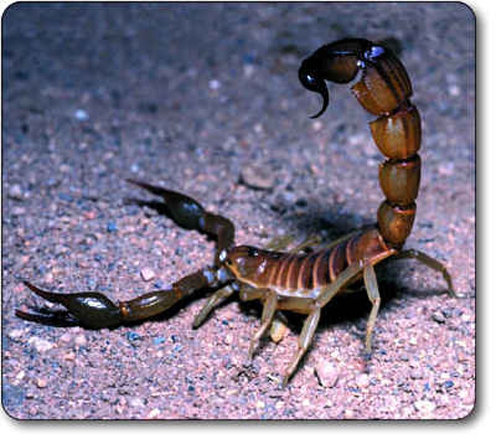 Death stalker scorpion