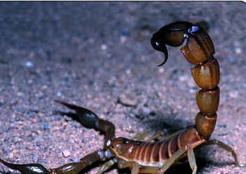 Death stalker scorpion