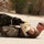 MWD