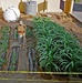 Soldier Uses Personal Time to Grow Garden In Iraq