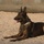 Man's best friend or fearless watchdog Man's best friend or fearless watchdog