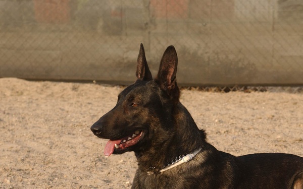 Man's best friend or fearless watchdog