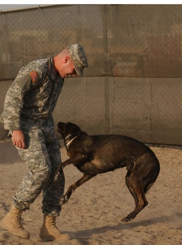 Man's best friend or fearless watchdog
