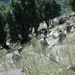 Soldiers Negotiate Mountainous Terrain on Patrol