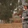 164th CSG plants olive trees 164th CSG plants olive trees
