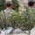 U.S. Soldiers Extend Olive Branch to Iraqi People U.S. Soldiers Extend Olive Branch to Iraqi People