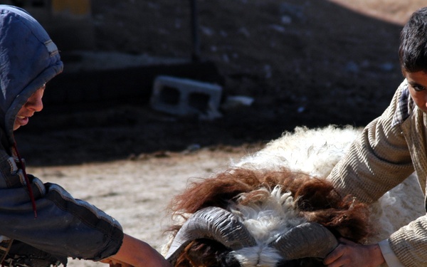 Operation continues snagging caches, detainees and de-worming sheep