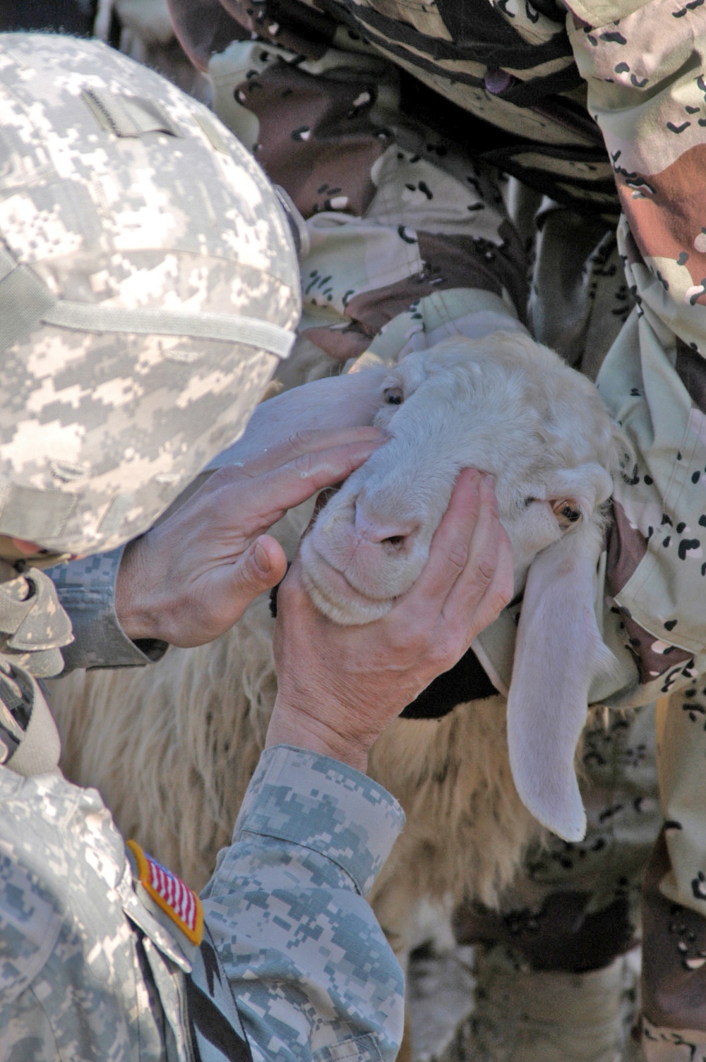 Operation continues snagging caches, detainees and de-worming sheep