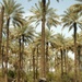 Stryker Soldiers Clear Baqubah Palm Groves