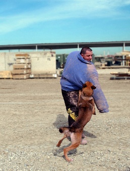Every Dog Has His Day: Military Working Dogs Keeping Troops Safe