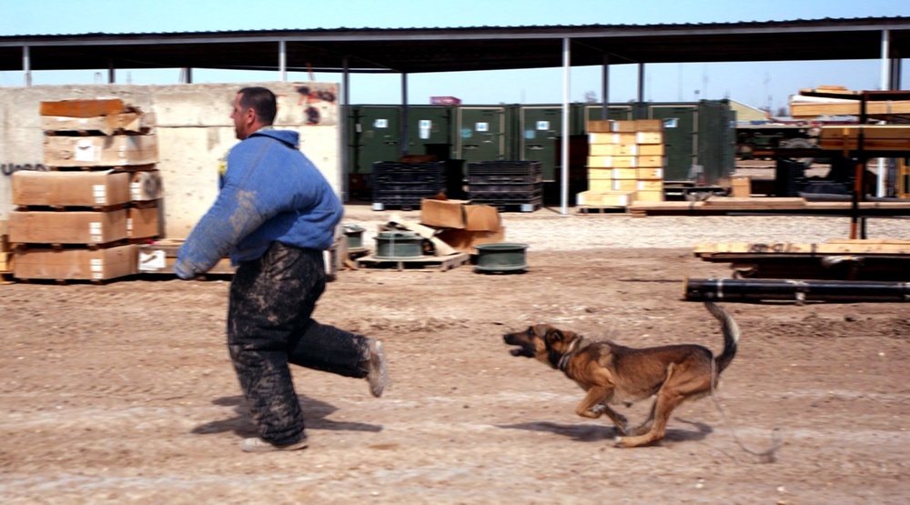 Every Dog Has His Day: Military Working Dogs Keeping Troops Safe