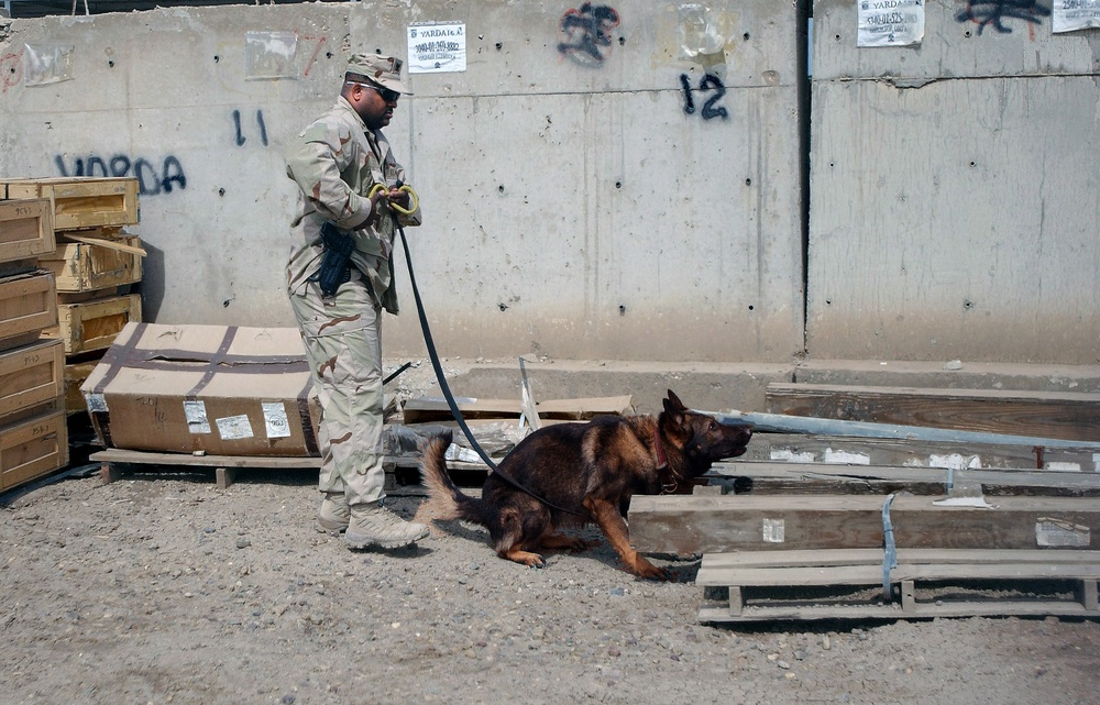 Every Dog Has His Day: Military Working Dogs Keeping Troops Safe