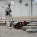 Every Dog Has His Day: Military Working Dogs Keeping Troops Safe