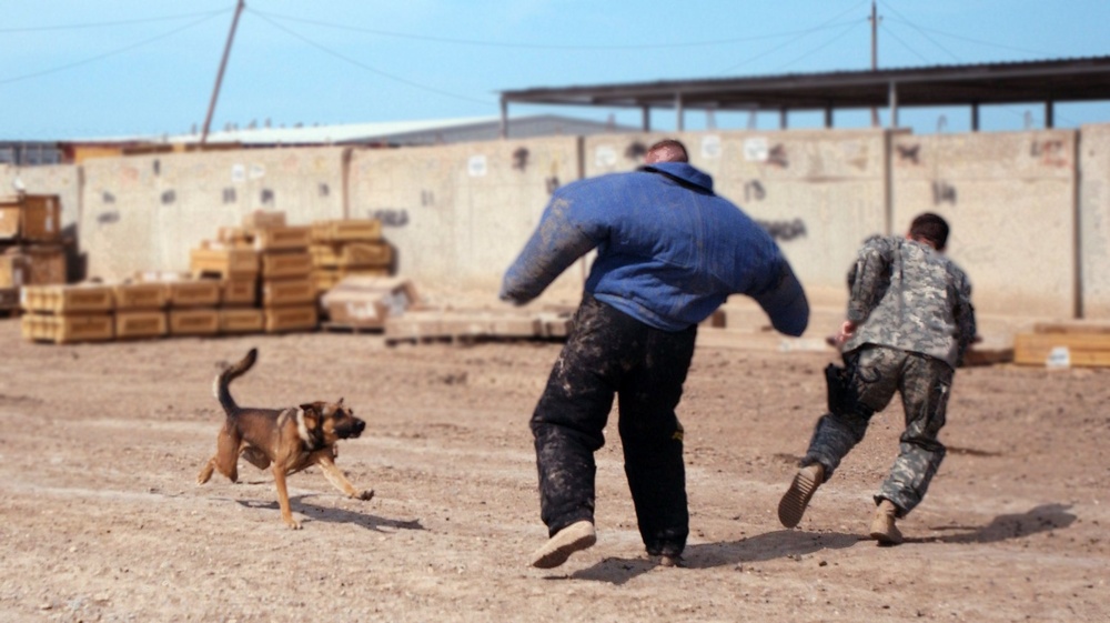 Every dog has his day: Military working dogs keeping troops safe