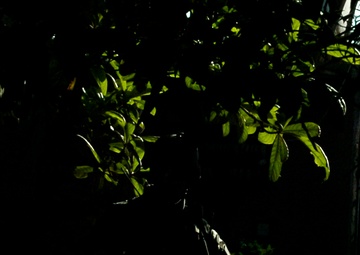 Paratroopers rid Ad Dawr of insurgents