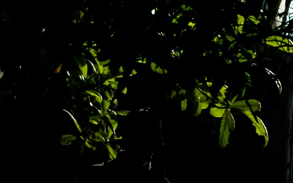 Paratroopers rid Ad Dawr of insurgents