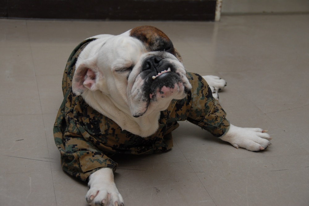 'Adorable' mascot keeps Marines on Camp Fuji in line