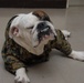 'Adorable' mascot keeps Marines on Camp Fuji in line