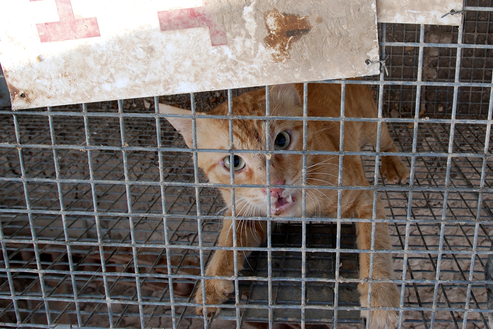 Trapping Feral Cats - Pest Control Technology