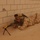 A soldier in desert camouflage uniform is lying prone against a concrete block wall, aiming a rifle mounted on a bipod. The uniform pattern and equipment are consistent with British Armed Forces desert DPM (Disruptive Pattern Material) kit. The setting appears to be an arid, sandy environment, likely a Middle Eastern operational theater.