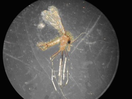 Your Health - Sand Flies, Mosquitoes Monitored Daily on Victory to Prevent