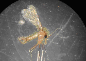 Craney Island aerial mosquito treatment pushed to midweek