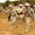 The image depicts a U.S. Army field training exercise involving casualty evacuation procedures. Soldiers in ACU (Army Combat Uniform) pattern camouflage are carrying a simulated casualty on a litter across open terrain, with military vehicles including what appear to be JLTV or HMMWV variants in the background. Multiple soldiers and simulated casualties are visible throughout the scene, indicating a mass casualty response drill.