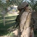 Marines keep area safe during Operation Street Sweeper II