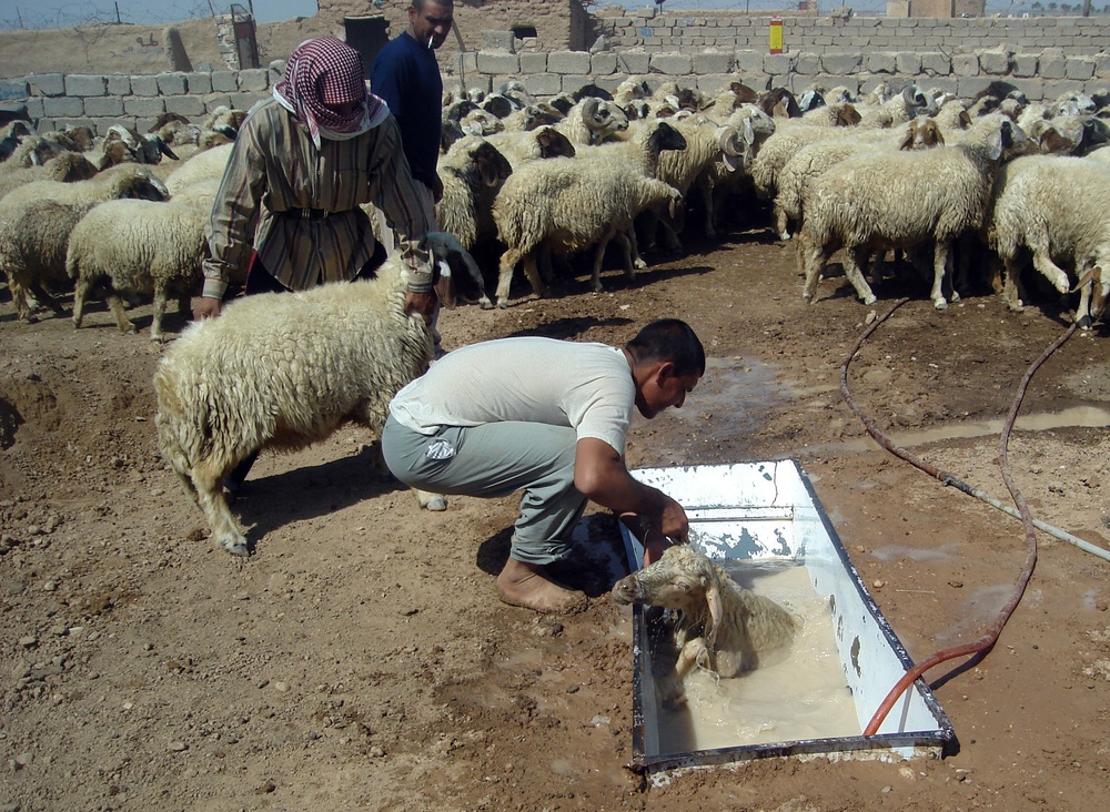 Program Seeks to Increase Value of Diyala Sheep Herd by $250 Million
