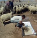 Program Seeks to Increase Value of Diyala Sheep Herd by $250 Million
