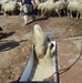 Program Seeks to Increase Value of Diyala Sheep Herd by $250 Million