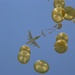 C-17 crews make record airdrop