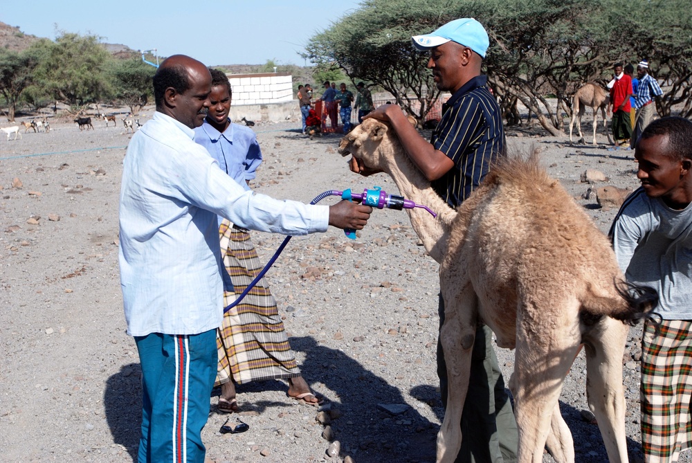 VETCAP Brings Training, Education, Hope to Djiboutian Herdsmen